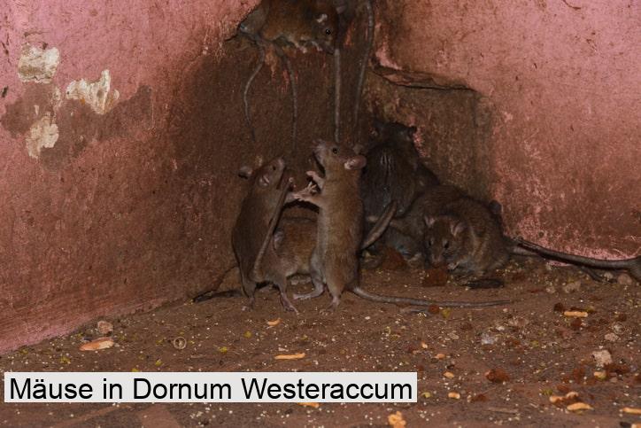 Mäuse in Dornum Westeraccum